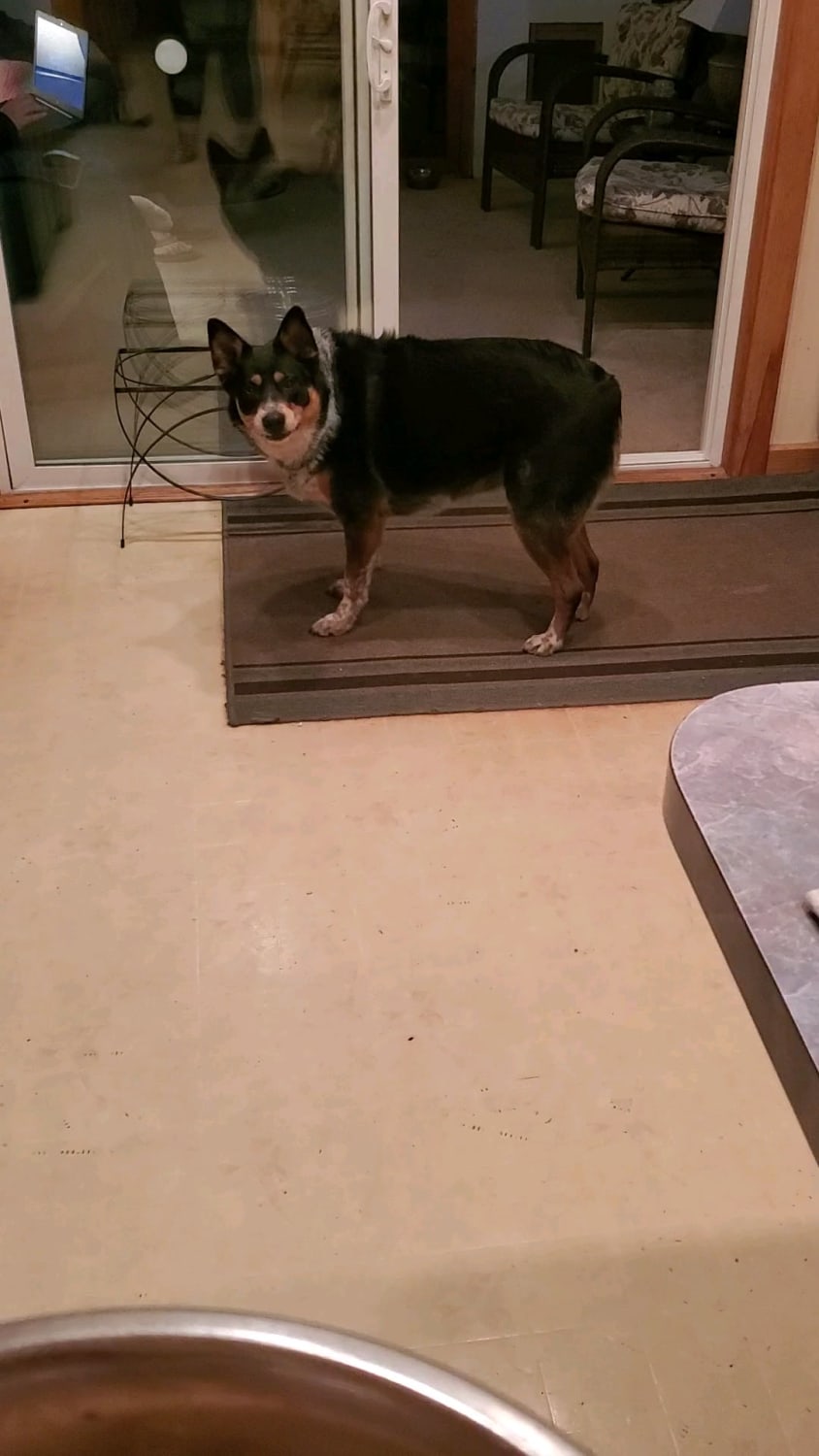 Sideways tippy taps! She does this every night for dinner