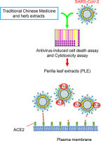 Perilla (Perilla frutescens) leaf extract inhibits SARS-CoV-2 via direct virus inactivation