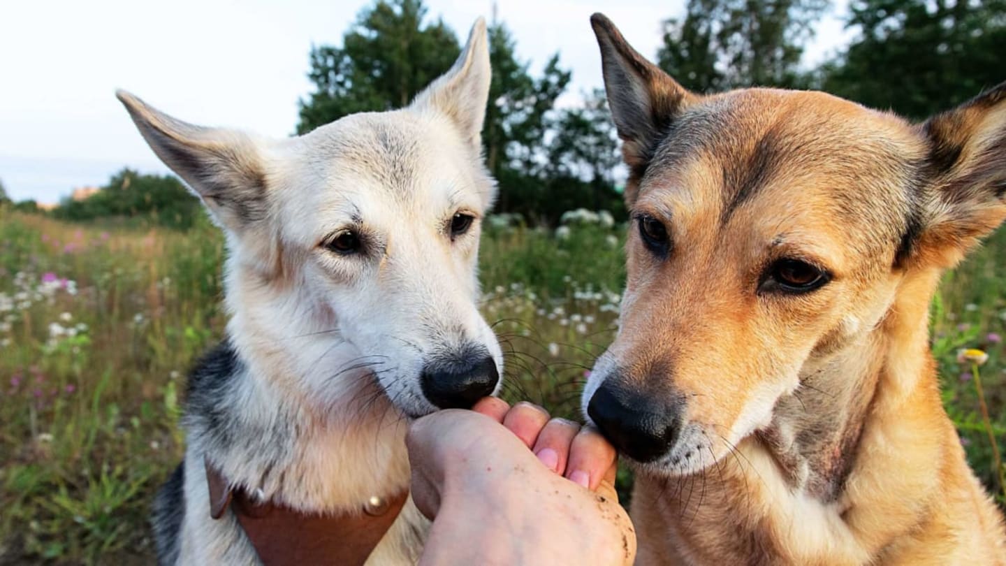 The Right Way to Pet a Dog, According to Veterinarians
