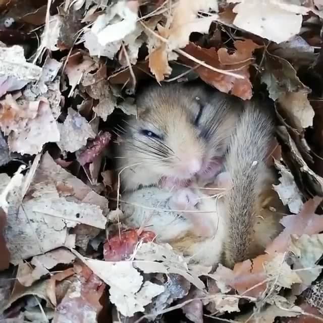 Hazel Dormice spend a large proportion of their lives sleeping - either hibernating in nests on the ground in winter, or in a state of torpor (curls up into a ball and sleep) in summer. They are also nocturnal on top of it all. You can also hear them snore.