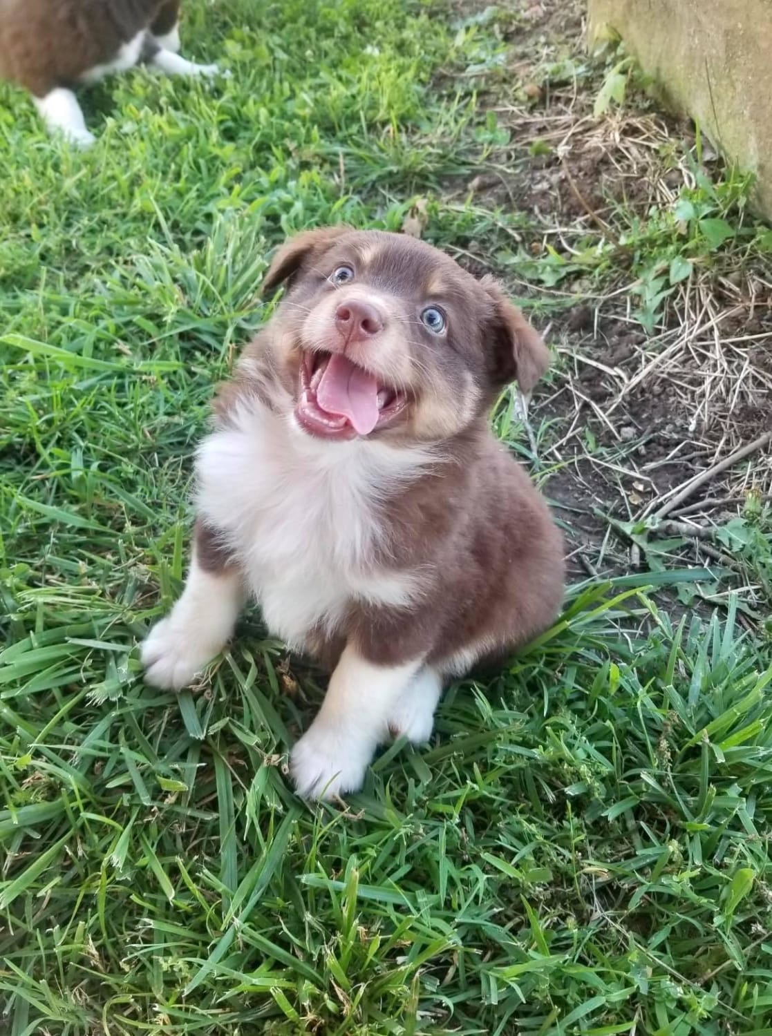 Bringing home a new derp addition in a few weeks! Meet Ruby, the Aussie.