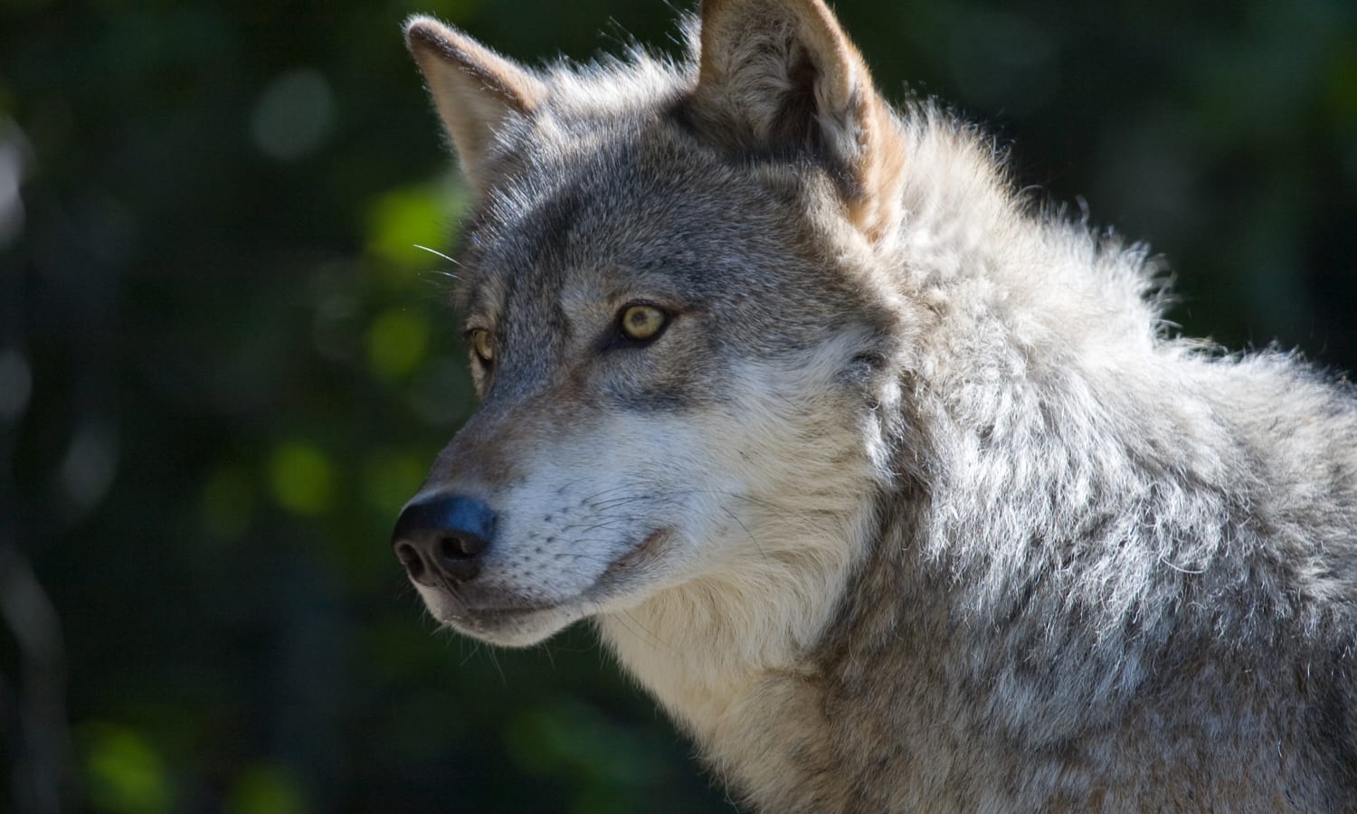 Gray Wolf Will Lose Endangered Species Protections Contrary to Scientific Evidence