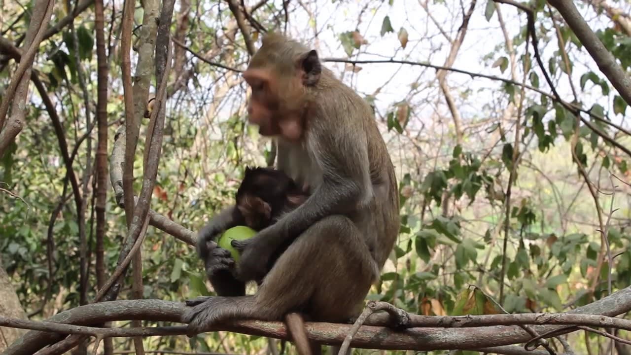 Monkeys - Monkeys Life In The Jungle [Nature Life]