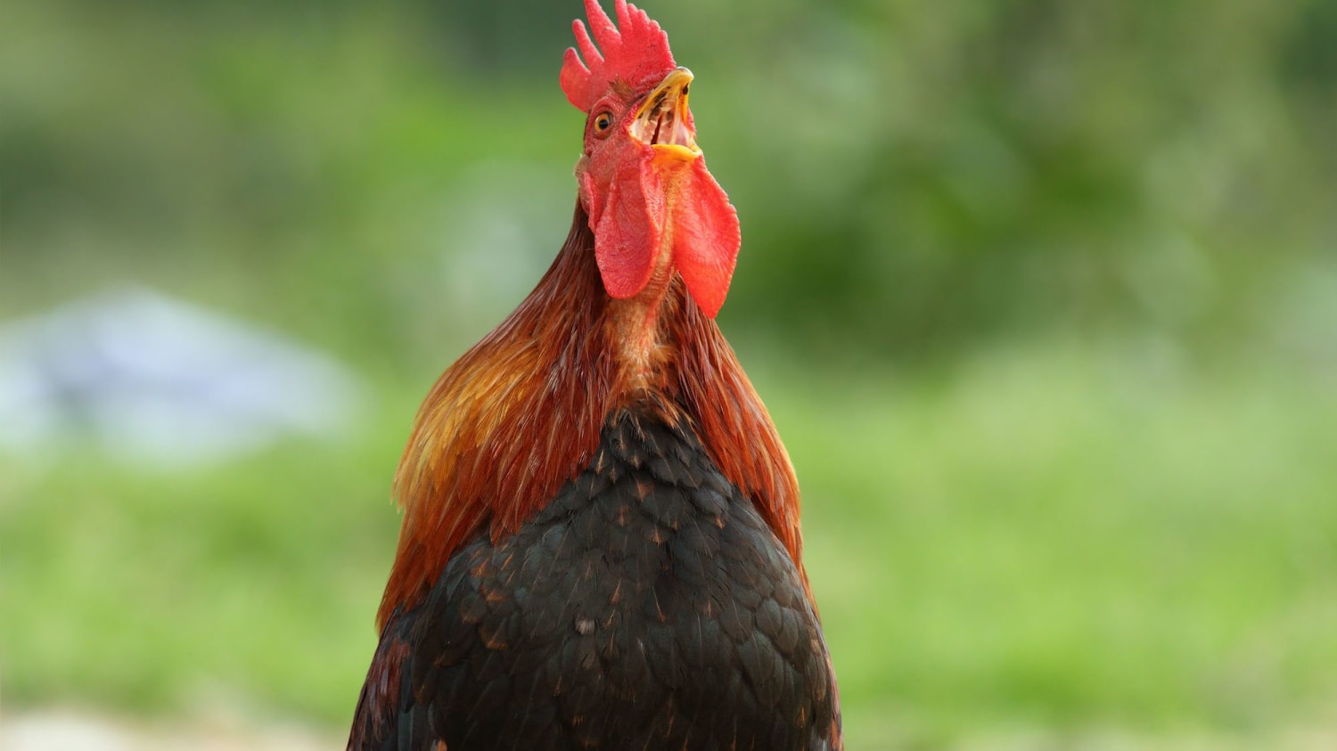 France's Maurice the Rooster Faces Noise Complaints in Court