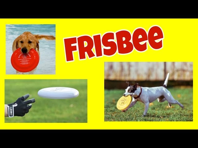 Can Dogs Play Frisbee ! flying disc