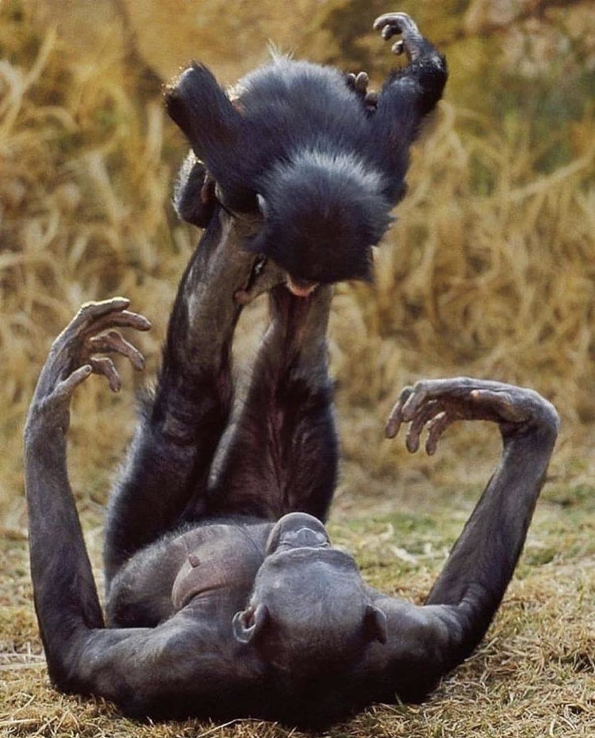 This Female Bonobo playing with her daughter on her legs, something many of us do or have done with our young ones.