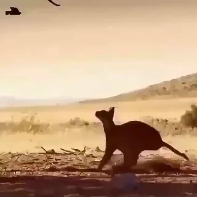 A caracal catching a bird in mid-air is such a beauty