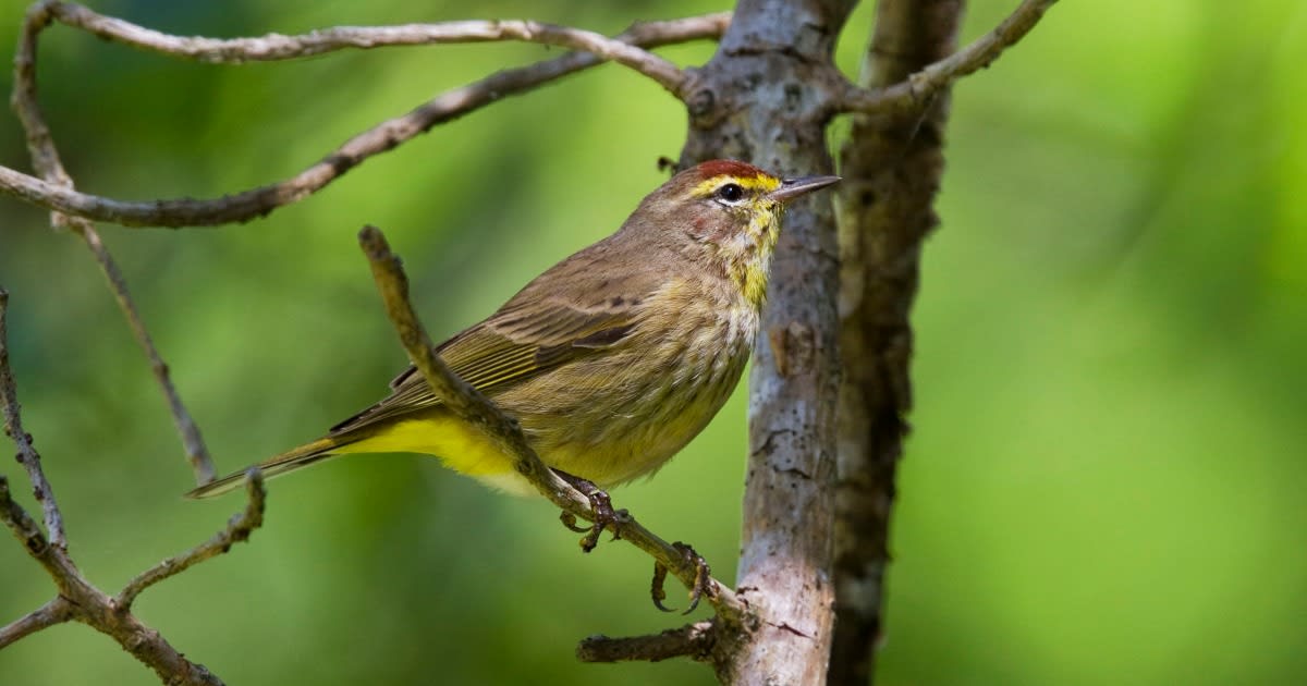A stunning new study shows how fast North America's birds are disappearing
