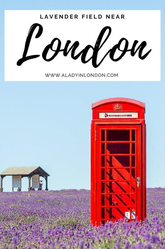Lavender Field Near London - Where to Find the Best Lavender Farm