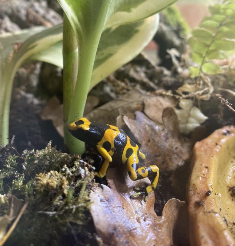 when-kept-in-captivity-poison-dart-frogs-arent-poisonous-and-just-carry