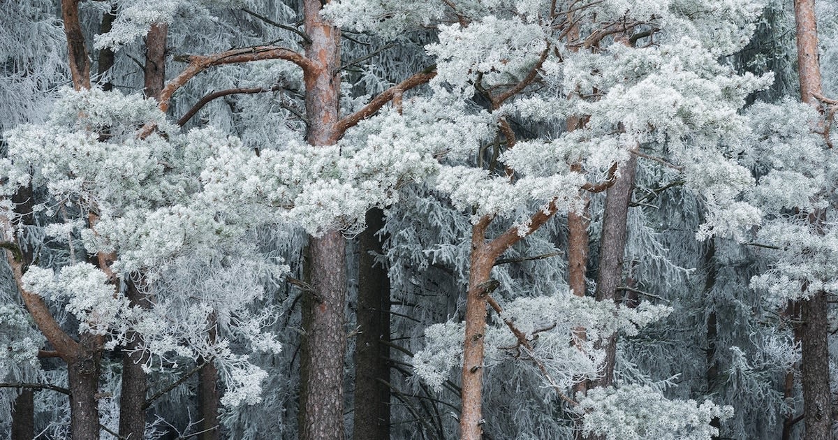 Winter Magic in Real Life: Beautiful Photos of Snow-Covered Forests