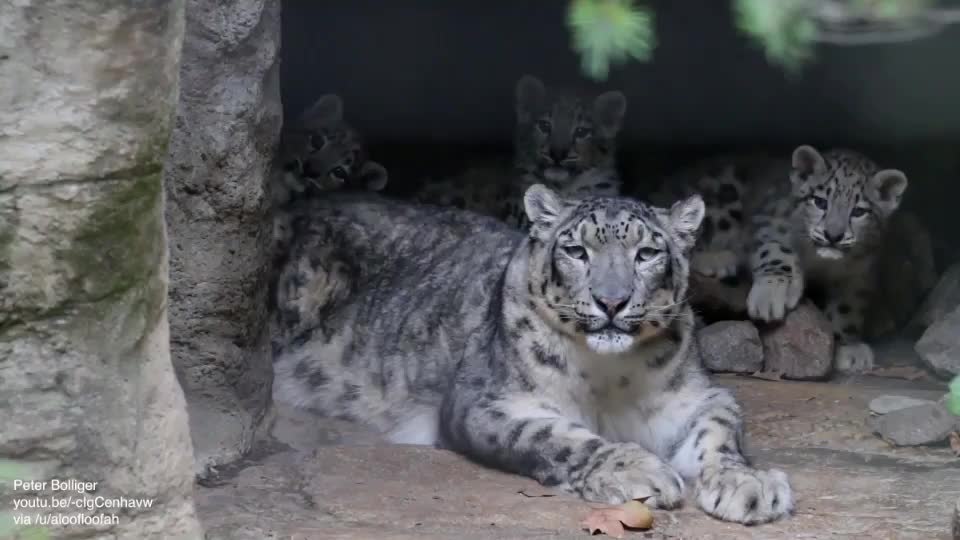 Snow leopard cub is testing patience of its mum