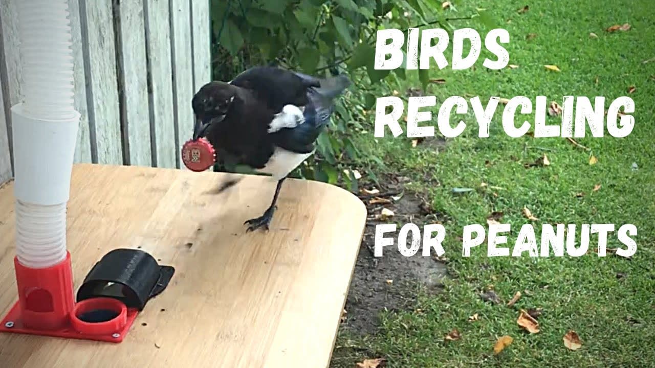 Electronic bird feeder trained wild magpies to exchange litter for food
