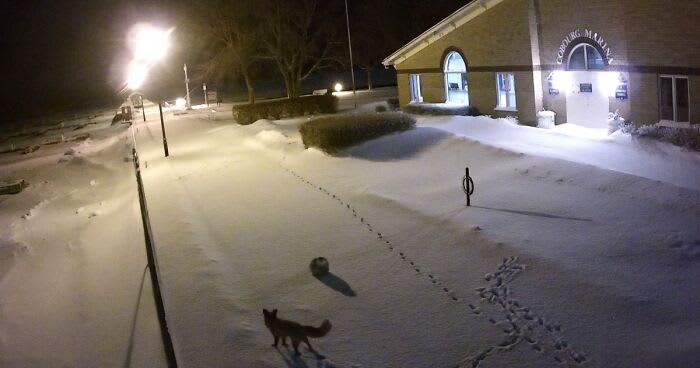 The Curious Incident Between An Owl And A Fox In The Night-Time Captured On Camera