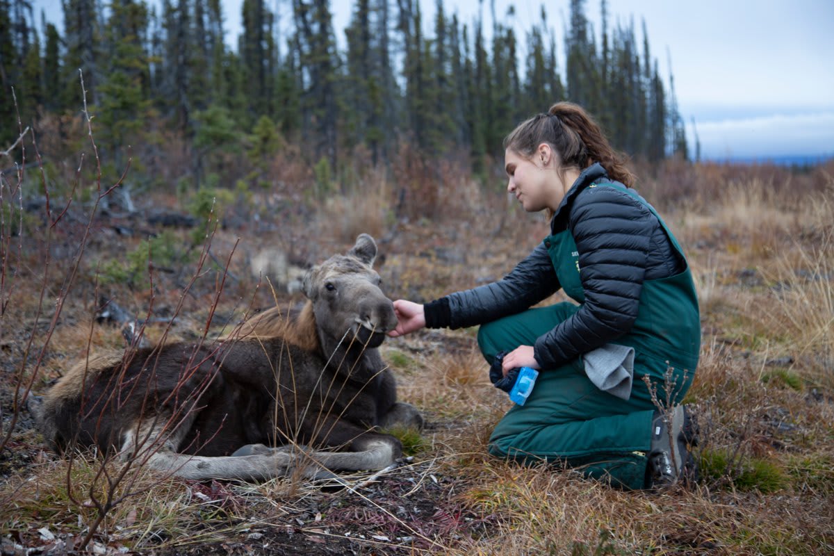 Sierra pets an orphaned moose calf being released into the wild.