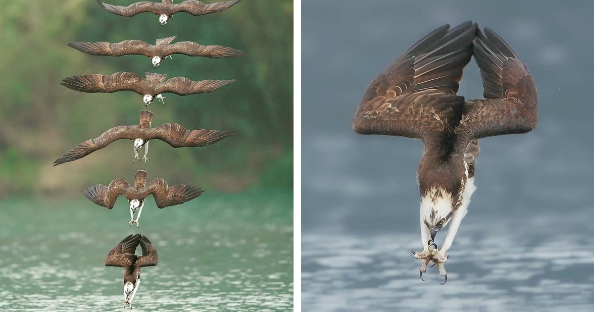 Amazing Photo of an Osprey in Mid-Hunt Captures Every Moment of Its Incredible Dive