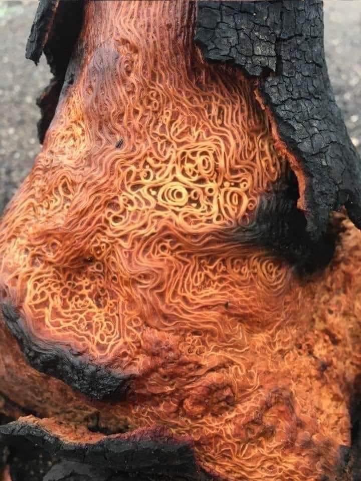Recently burned tree, exposing its vascular tissue, the xylem and phloem.