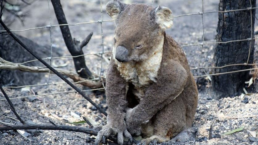 Wildlife struggling to cope with bushfires coupled with habitat loss