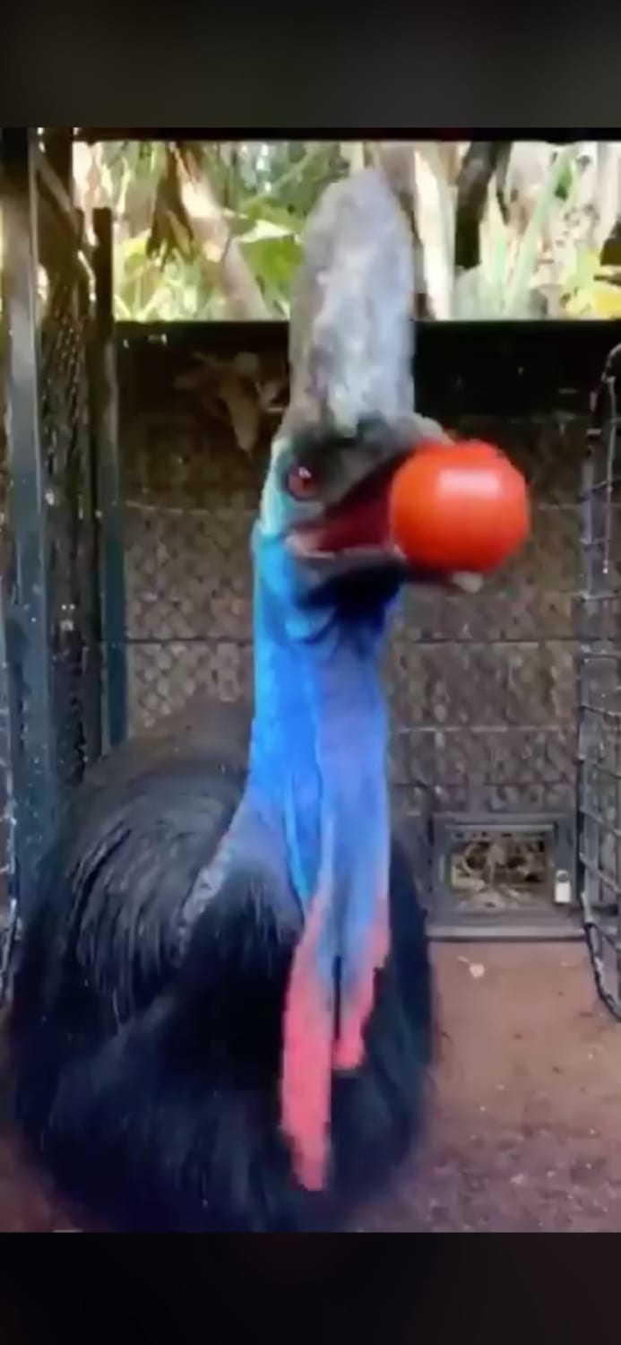 This wild looking bird is a Cassowary. Watch it swallow a whole tomato