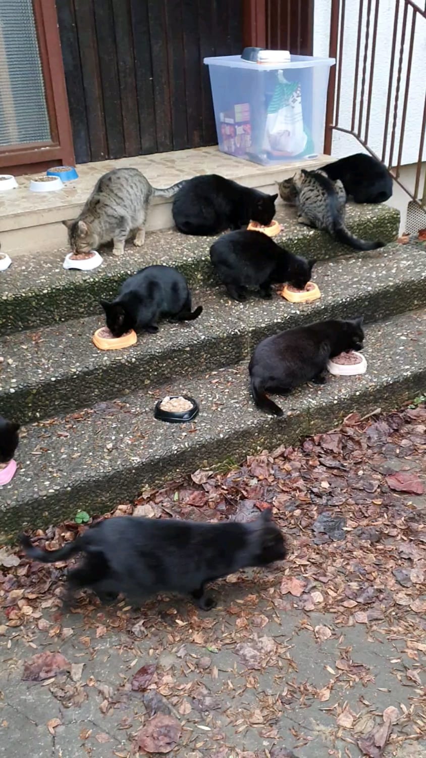 Merry Christmas to all you cat lovers! Feeding some stray cats in the neighbourhood