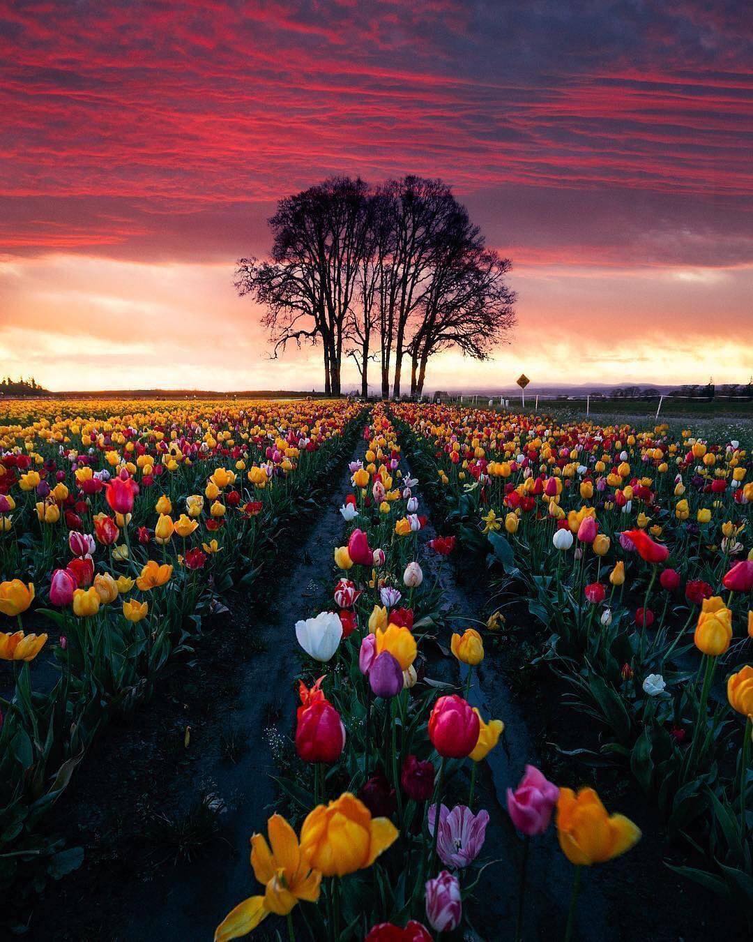 Tulip Bloom, Oregon