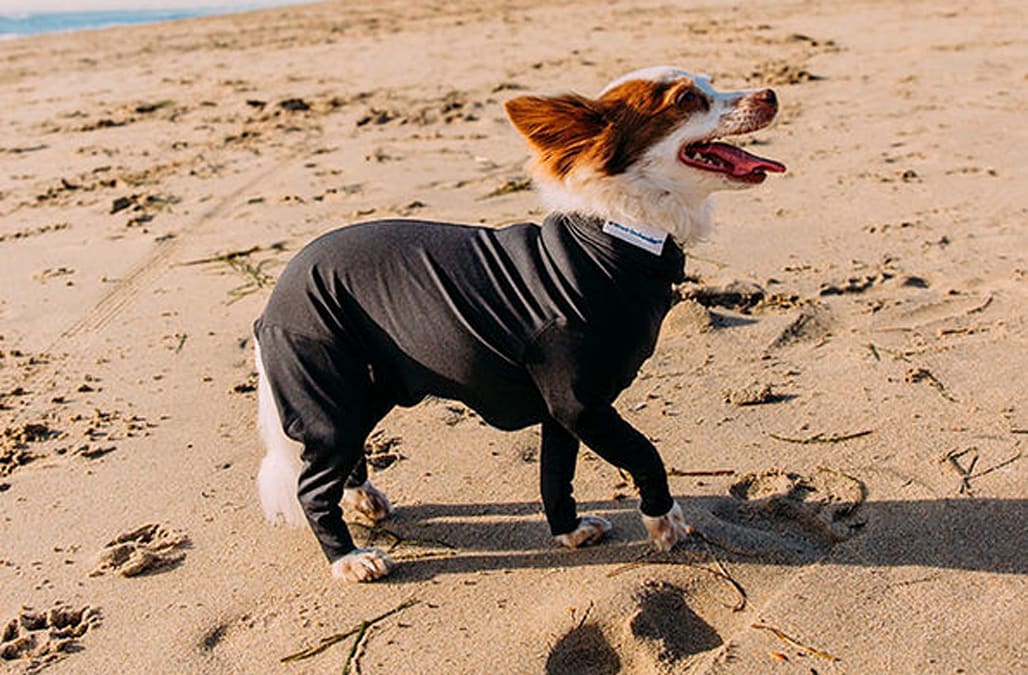 This onesie for your pet helps to reduce their anxiety
