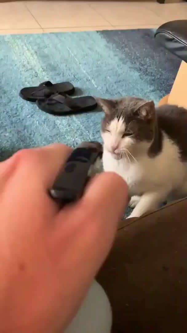 To discipline the cat