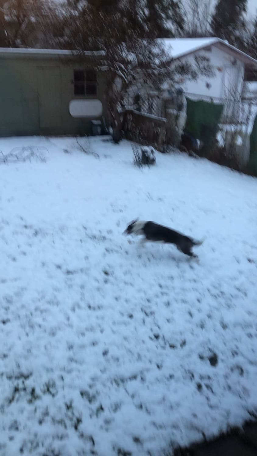 First snowfall of the year zoomies