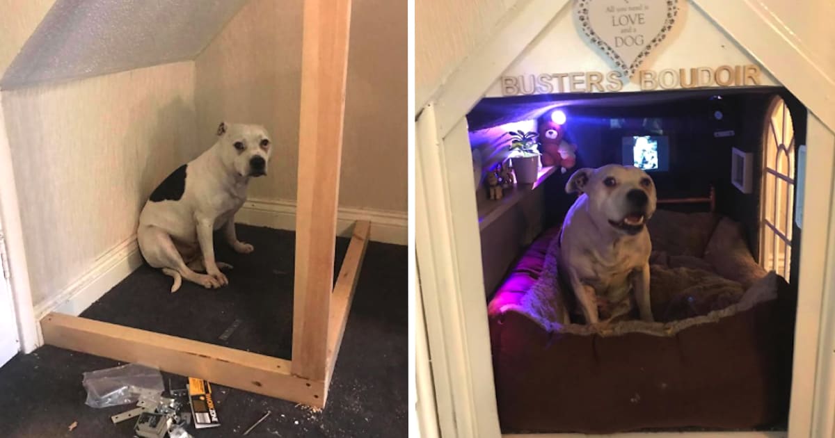 Dog With Trust Issues Gets His Own Corner Of The House To Make Him Feel Secure