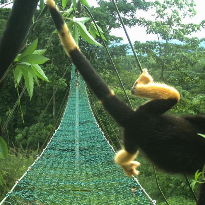 Why are these Costa Rican monkeys turning yellow?