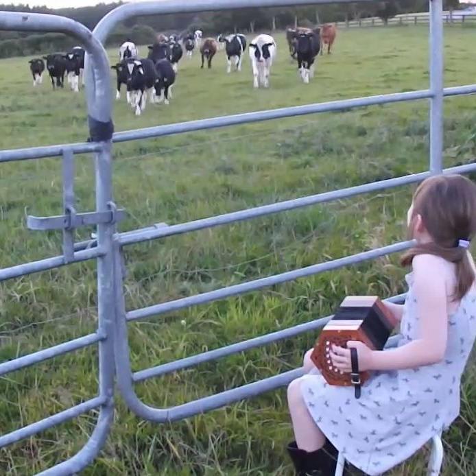 Grace Lehane plays her concertina for the cattle in Kilmichael Cork - The Kid Should See This