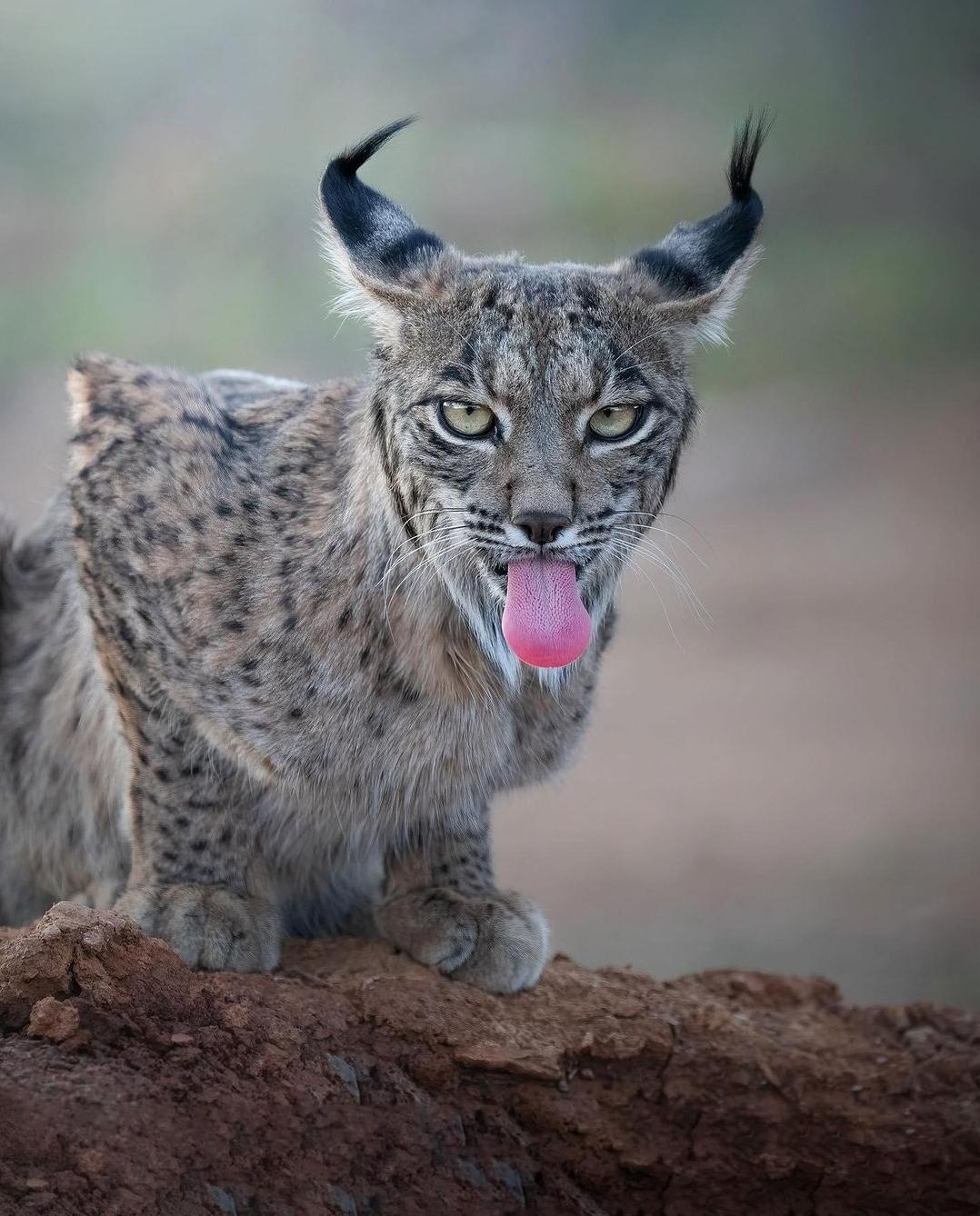 The Iberian Lynx (Lynx pardinus) is one of the four species of lynx and is one of the world's most endangered feline species. Conservation efforts have increased their numbers from 100 in the early 2000s and brought them back from near extinction. (More in comments)