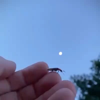 Firefly taking off with a blaze