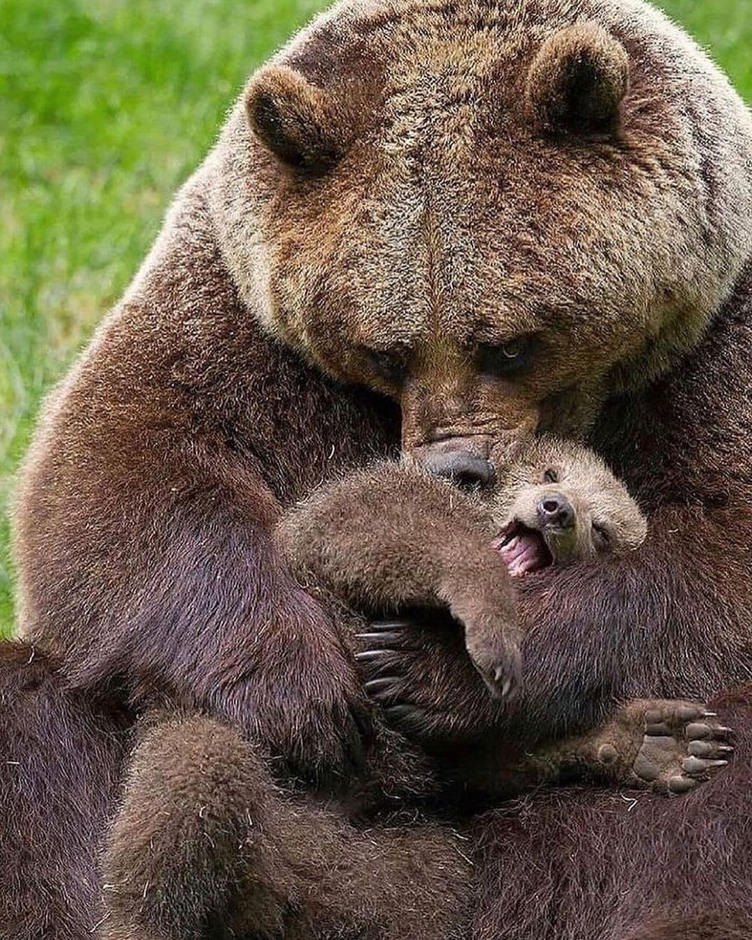 Mama bear hugs are the best