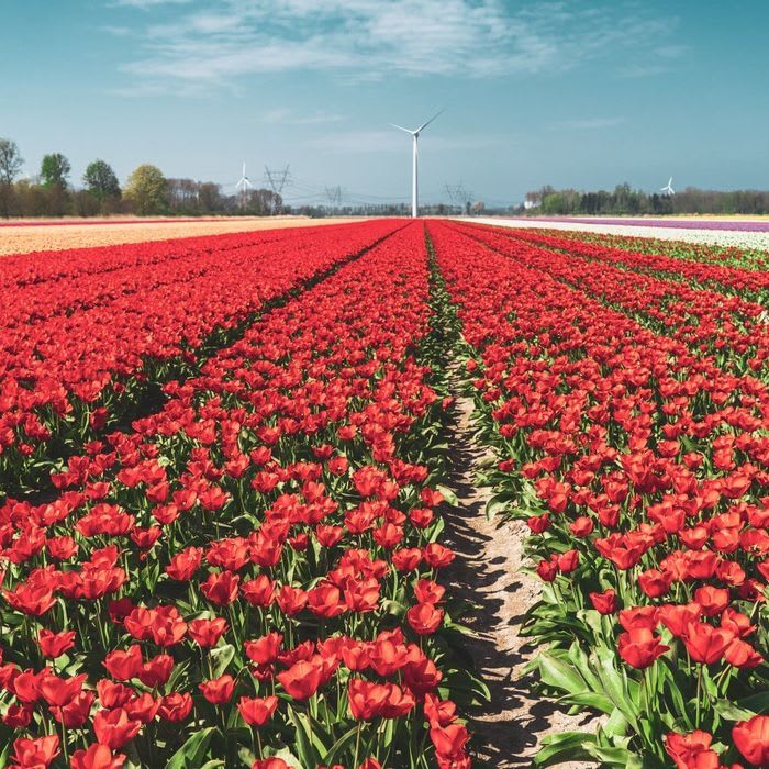 A Guide to Frolicking Free Tulip Fields in the Netherlands
