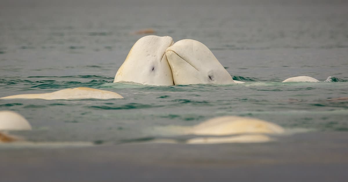 Study reveals curiously human-like social ties among beluga whales