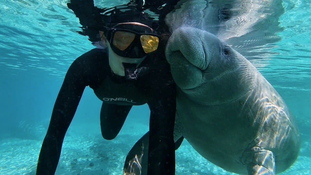 5 Best Places To See Manatees In Florida This Winter