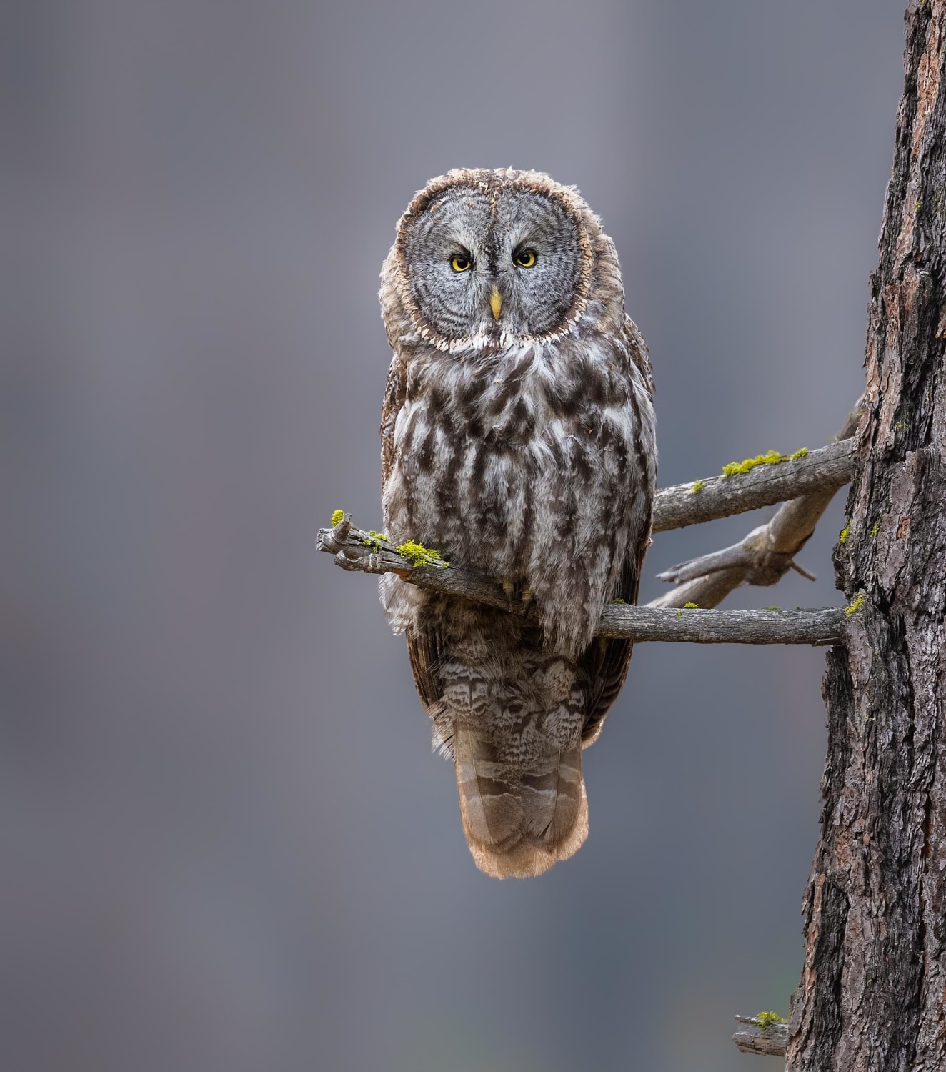Met a beautiful Great Gray Owl while camping in Yosemite National Park!