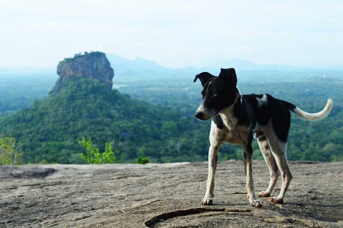 Pidurangala Rock: An Early Morning Hike in Sigiriya
