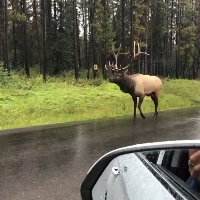 Encountering an enormous Elk at Jasper National Park, Canada