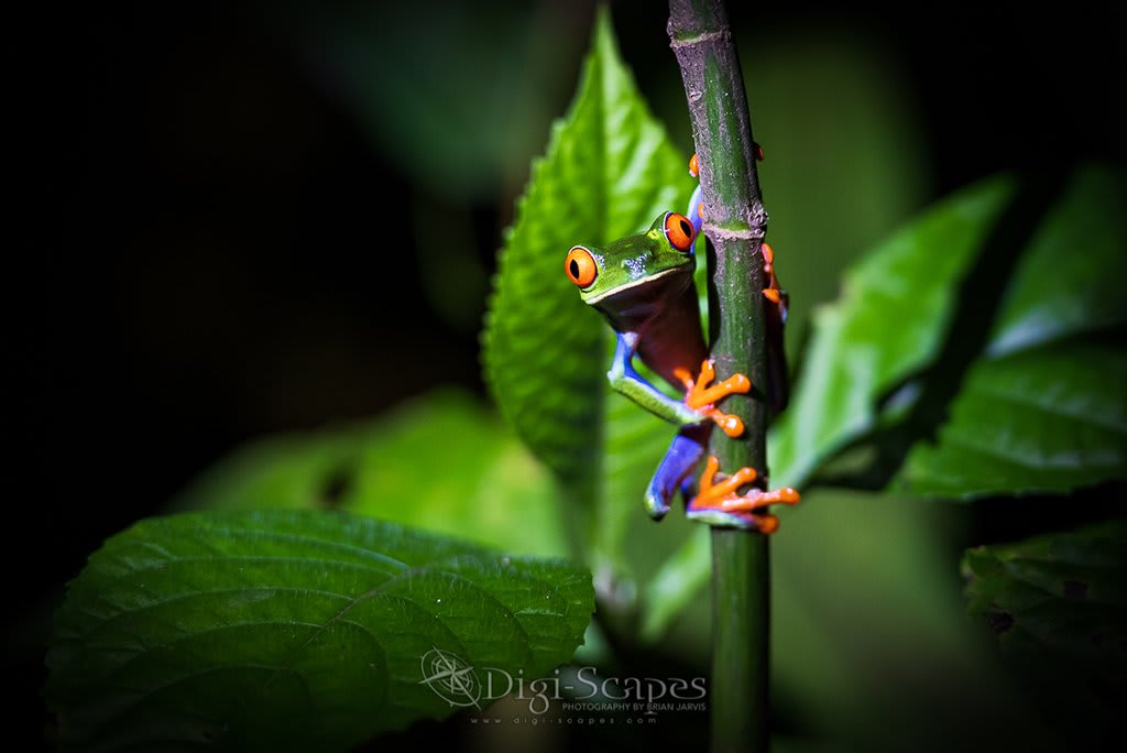 Photo Of The Day: “Red Eyed Tree Frog” by Brian Jarvis @DigiScapes. Location: Arenal Volcano National Park, Costa Rica. View our Photo Of The Day gallery at