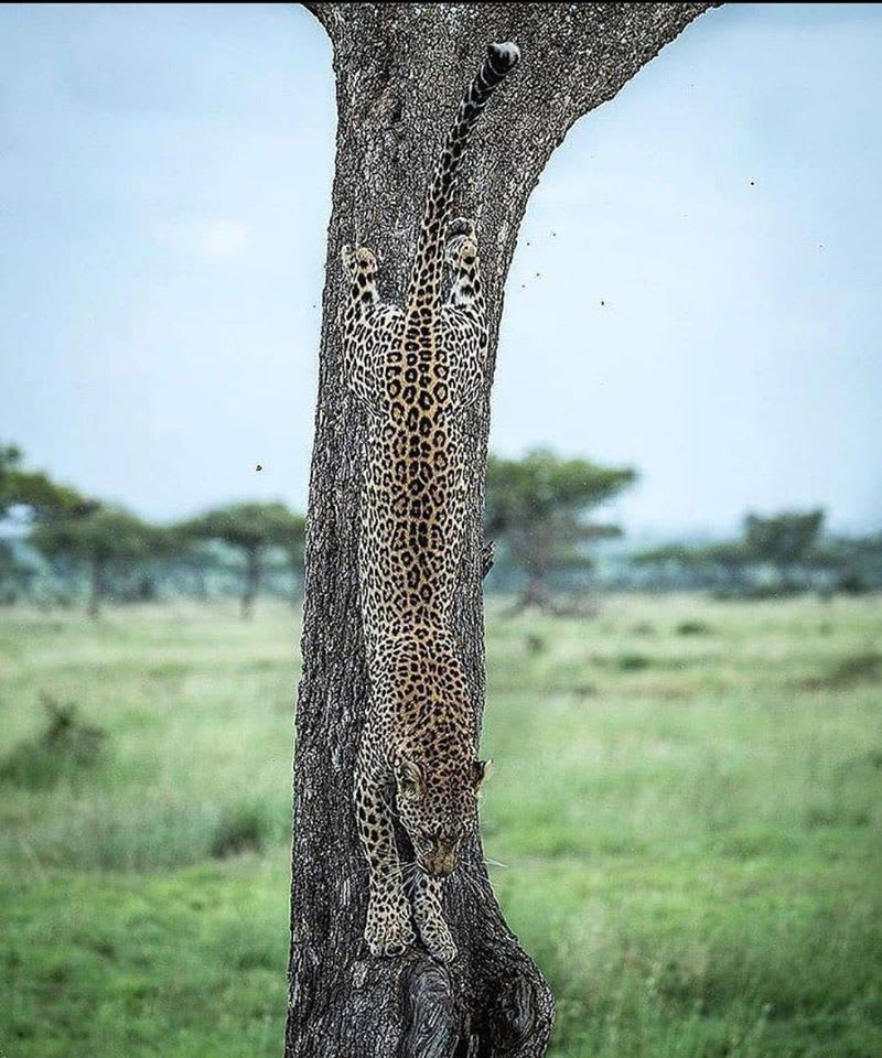 Natures's amazing camouflage...