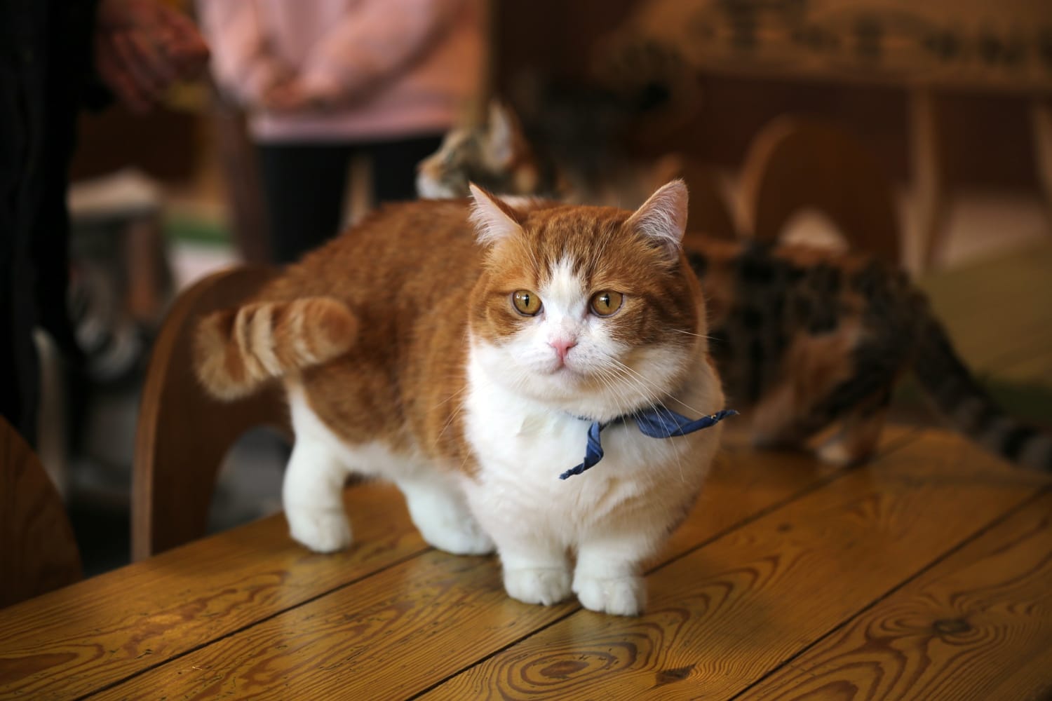8 Insanely Adorable Munchkin Cat Breeds ( How to Care for Them)