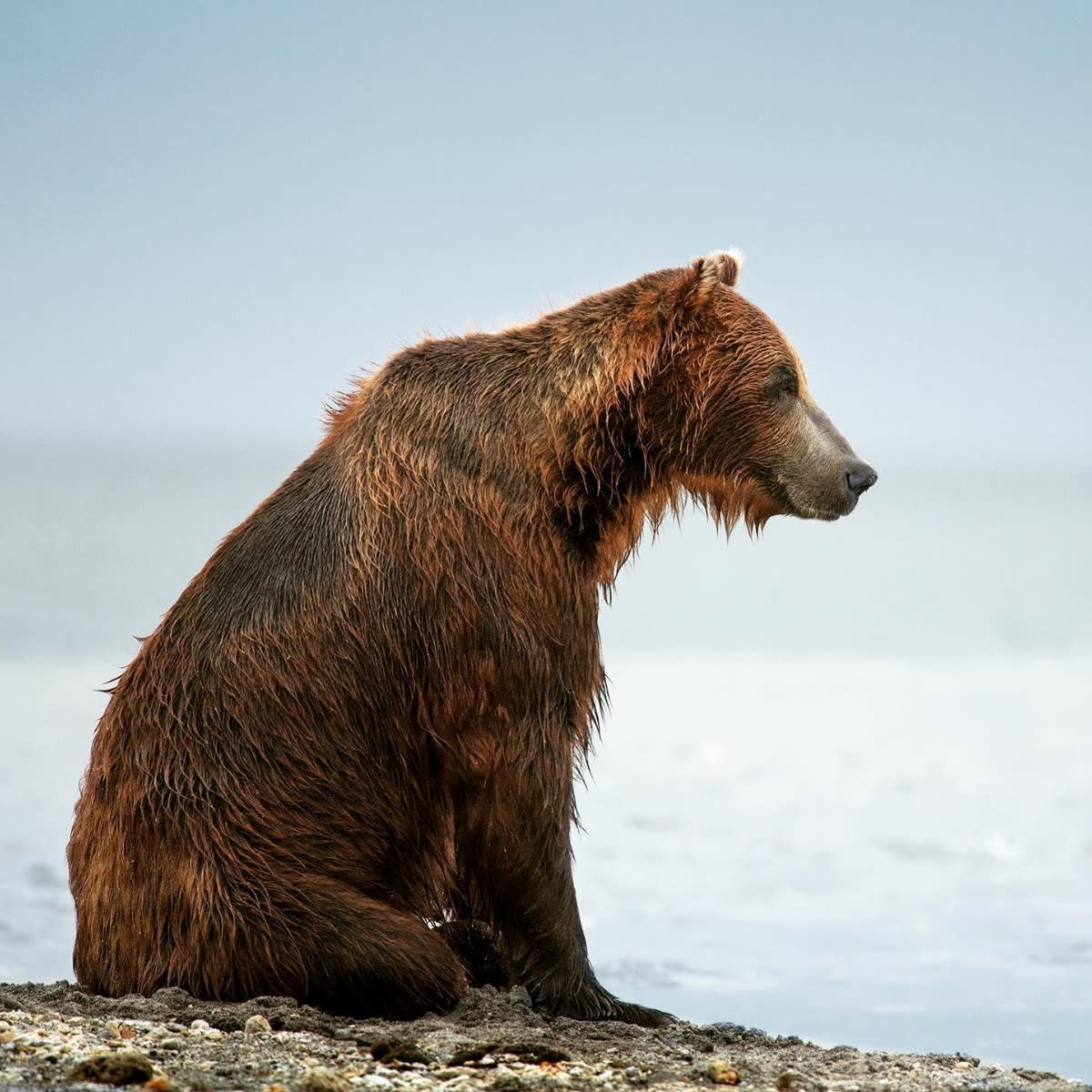 Taking a breather ⁣⁣ ⁣⁣ Kamchatka brown bears have access to rich food sources like salmon, pine nuts and berries so it's no surprise that they can weigh over 600kg. EarthCapture by Venkat Krishnan