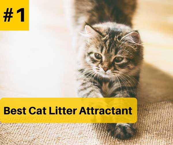 Best Cat Litter Attractant Reviews in 2020