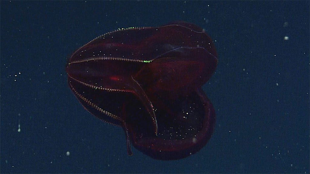 Bloodybelly comb jelly