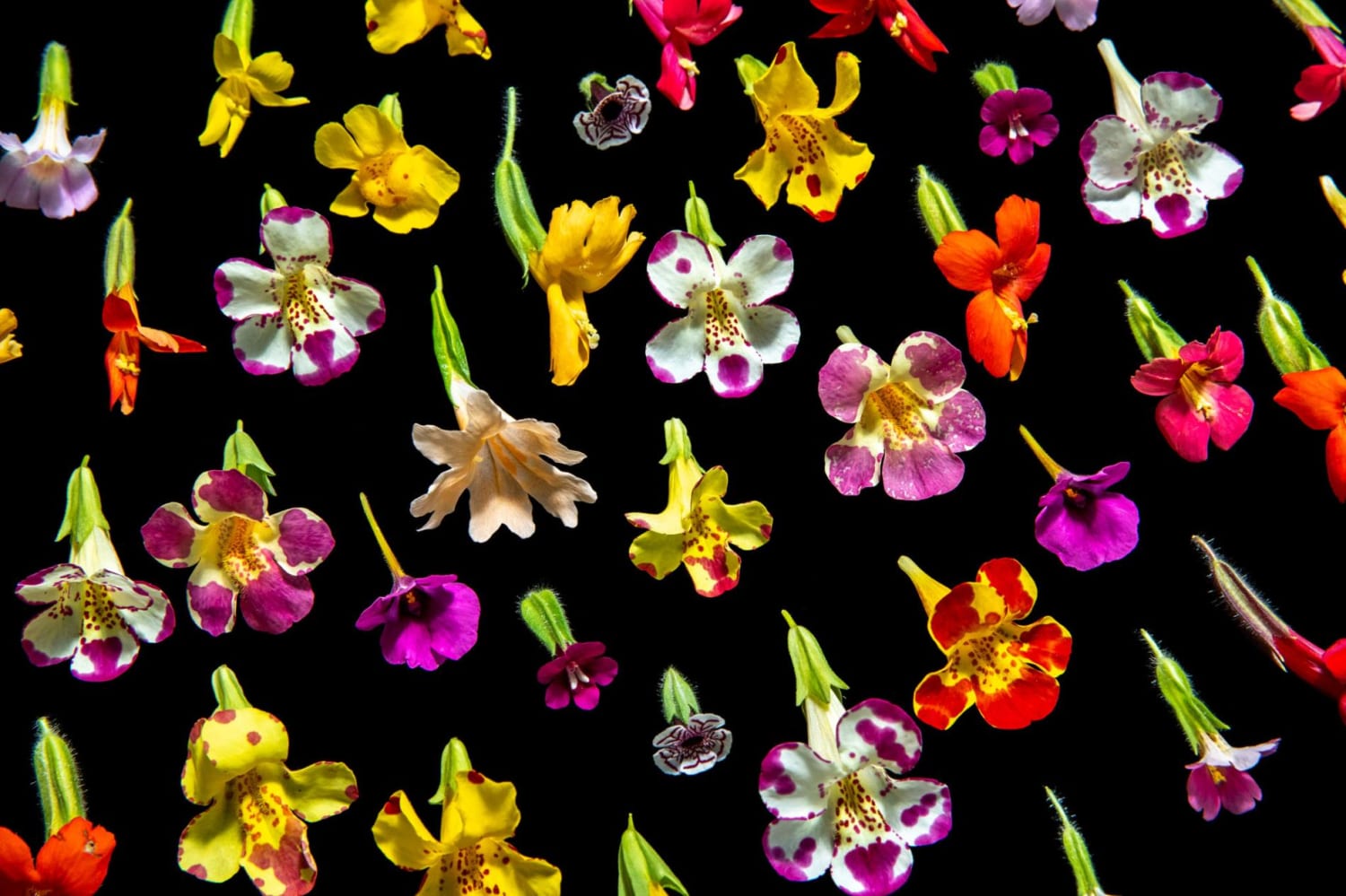 Old math reveals new secrets about these alluring flowers