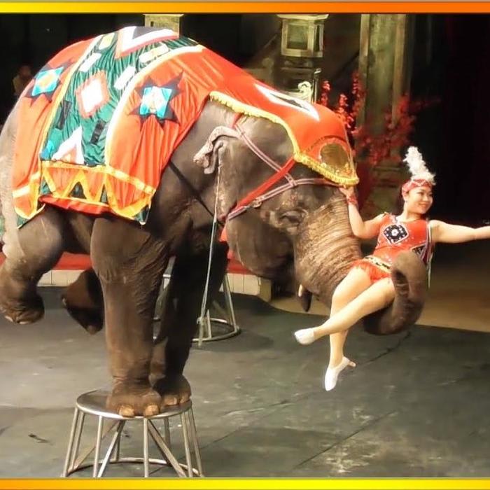 Watch Amazing Animal Circus Show With Elephant, Bear, Tiger, Dogs, Cats