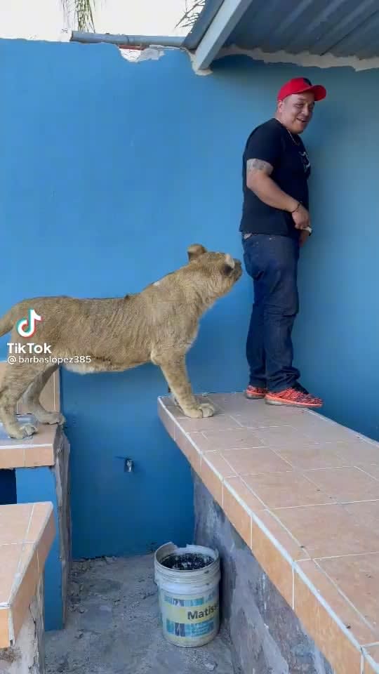 Lions are not pets