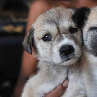 Britain bans pet shops from selling puppies and kittens